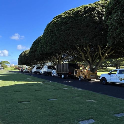 Tree Shaping Services Hawaii - HTM Contractors