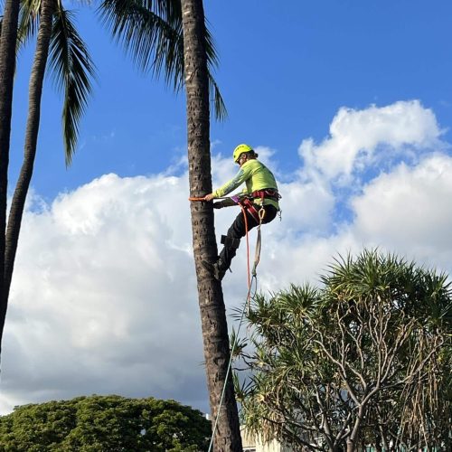 Tree Trimming Services In Hawaii - HTM Contractors