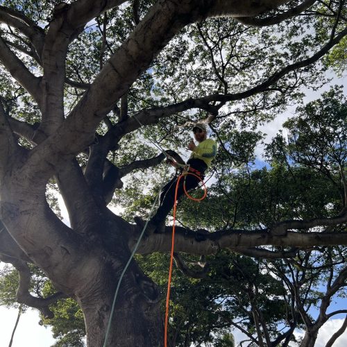 Tree Trimming Services In Hawaii - HTM Contractors