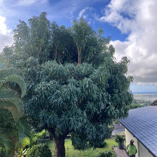 Tree Trimming Services In Hawaii - HTM Contractors