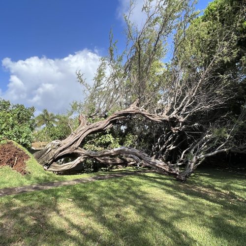 Emergency Tree Removal Hawaii - HTM Contractors