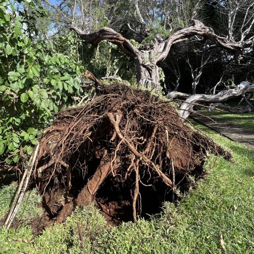 Emergency Tree Removal Hawaii - HTM Contractors