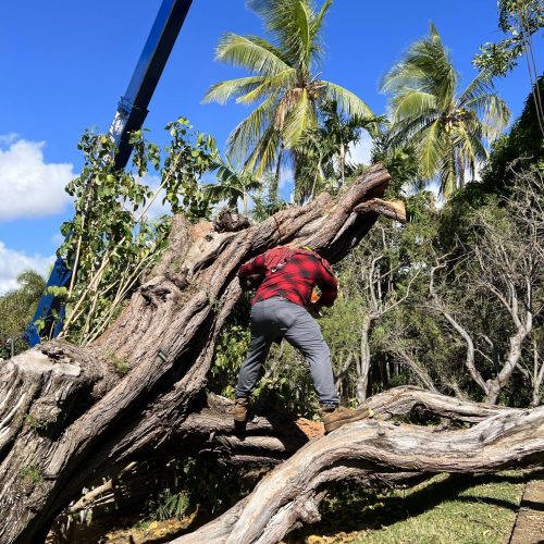 Emergency Tree Removal Hawaii - HTM Contractors