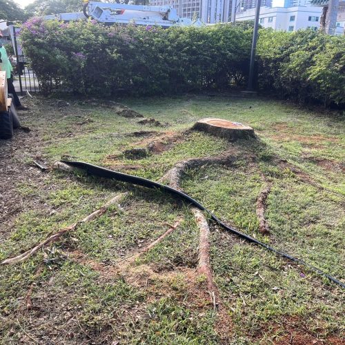 Stump Grinding and Removal Hawaii - HTM Contractors