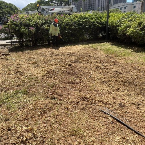 Stump Grinding and Removal Hawaii - HTM Contractors