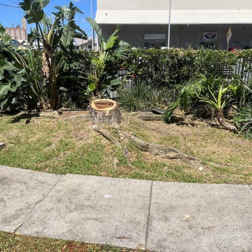 Stump Grinding and Removal Hawaii - HTM Contractors