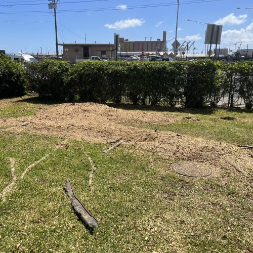 Stump Grinding and Removal Hawaii - HTM Contractors