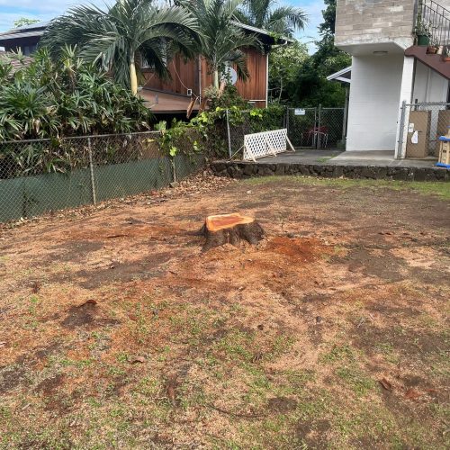 Stump Grinding and Removal Hawaii - HTM Contractors