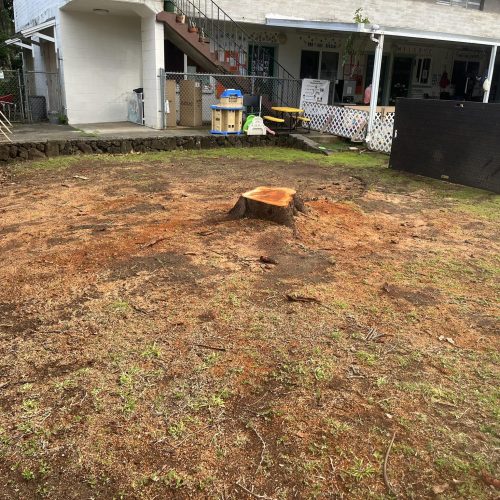 Stump Grinding and Removal Hawaii - HTM Contractors