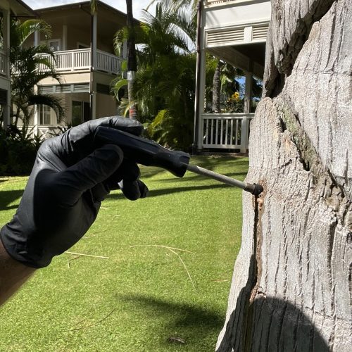 Tree Vascular Injection Hawaii - HTM Contractors