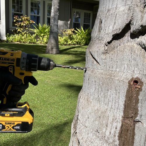 Tree Vascular Injection Hawaii - HTM Contractors