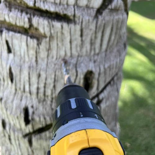 Tree Vascular Injection Hawaii - HTM Contractors