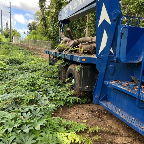 Tree Removal In Hawaii - HTM Contractors