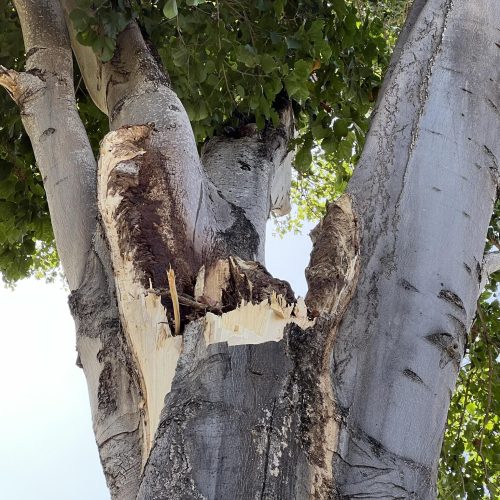 Tree Risk Assessment Hawaii - HTM Contractors