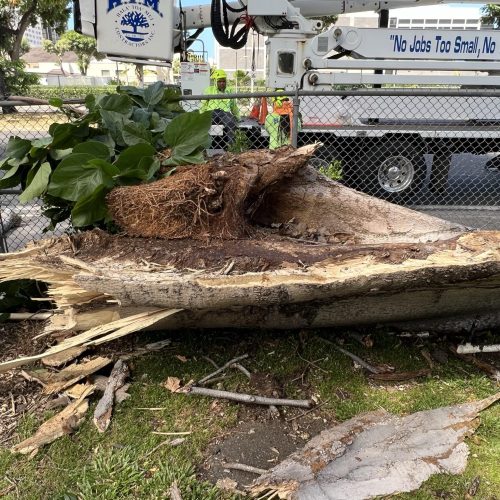 Emergency Tree Removal Hawaii - HTM Contractors