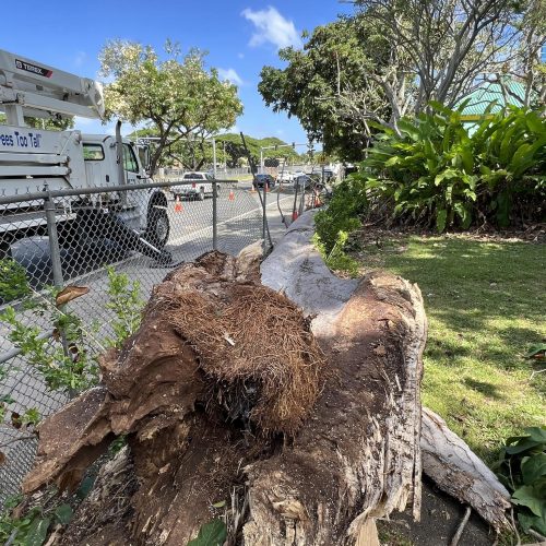 Emergency Tree Removal Hawaii - HTM Contractors