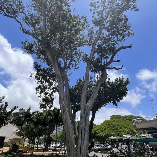 Emergency Tree Removal Hawaii - HTM Contractors