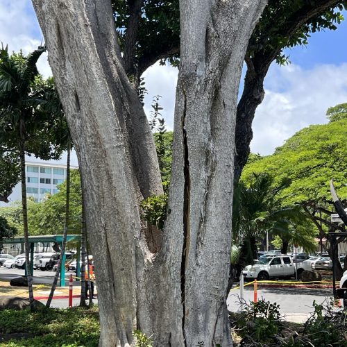 Emergency Tree Removal Hawaii - HTM Contractors