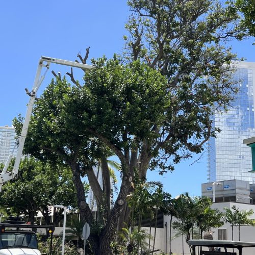 Emergency Tree Removal Hawaii - HTM Contractors