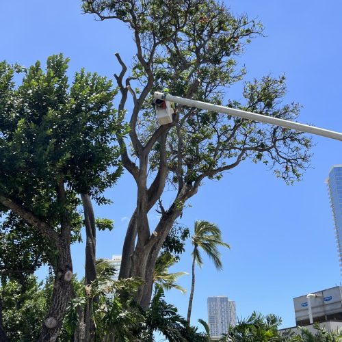 Emergency Tree Removal Hawaii - HTM Contractors