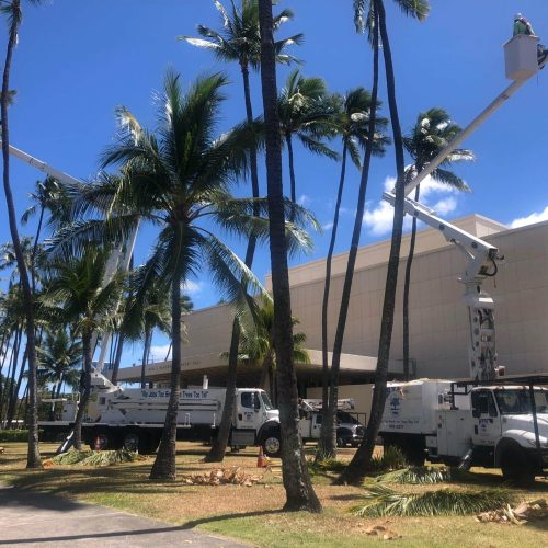 htm contractors tree services - honolulu hawaii