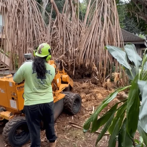 Stump Grinding In Hawaii - HTM Contractors