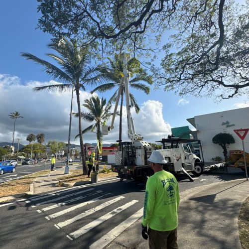 Palm Tree Trimming Services In Hawaii - HTM Contractors