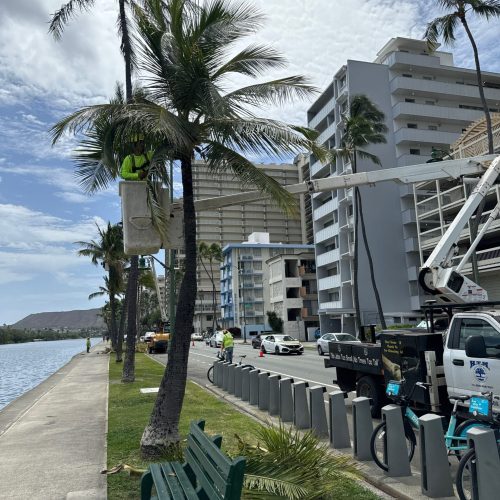 Palm Tree Trimming Services In Hawaii - HTM Contractors