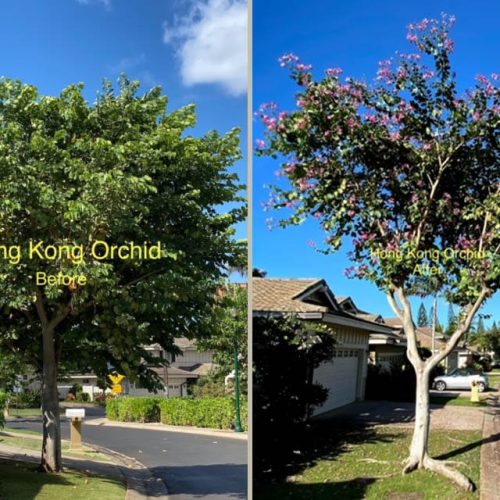 Crown Restoration Services In Hawaii