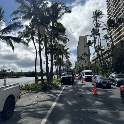 Palm Tree Trimming Services In Hawaii - HTM Contractors