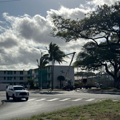 Palm Tree Trimming Services In Hawaii - HTM Contractors