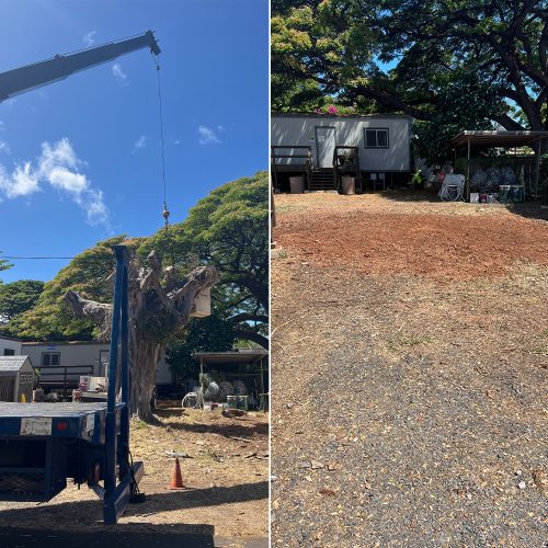 Tree Removal Service On Oahu, Hawaii