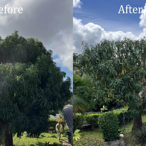 tree-trimming-services