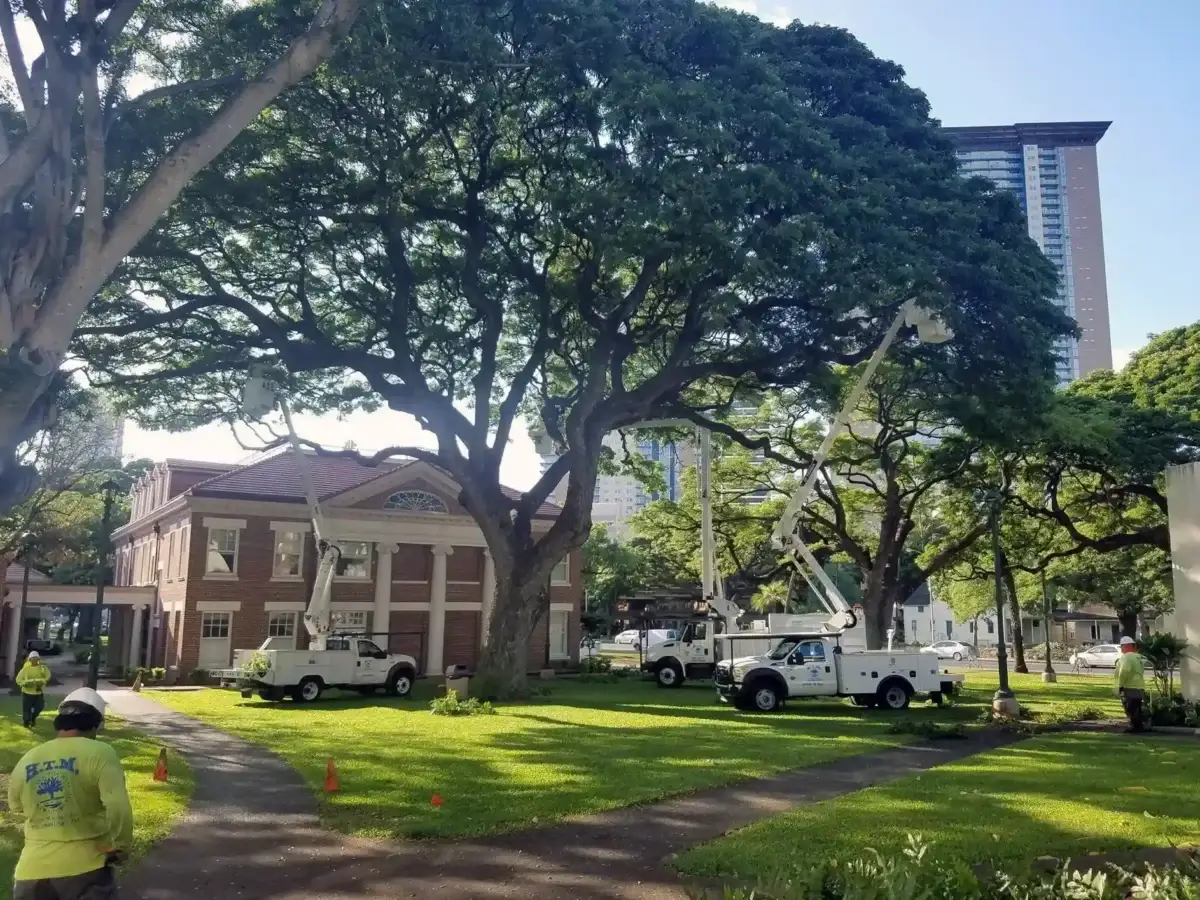 Tree Services Oahu,Hawaii - HTM Contractors