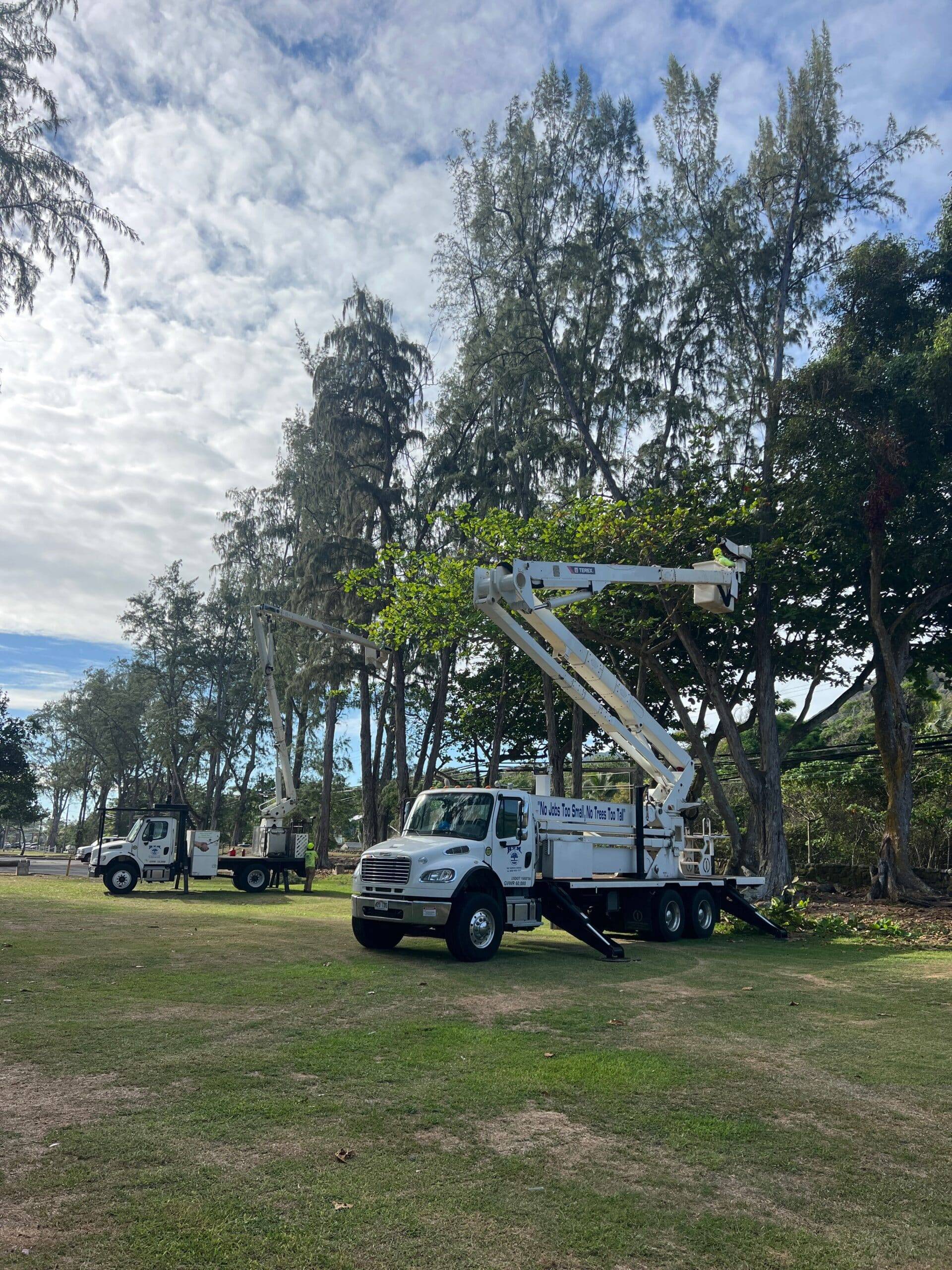 Tree Services Oahu,Hawaii - HTM Contractors